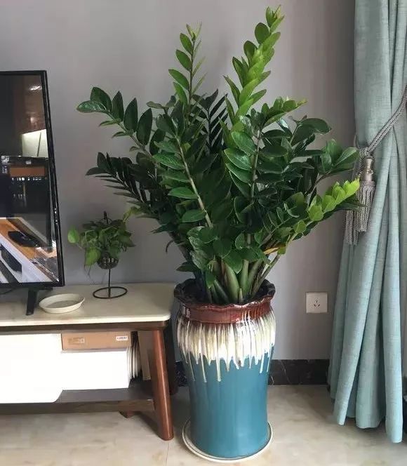 家里放财气的六种花,家里养什么花最好运气最旺