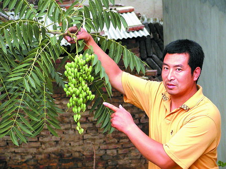 核桃香椿傻傻分不清楚,怎么通过树来辨认香椿和臭椿