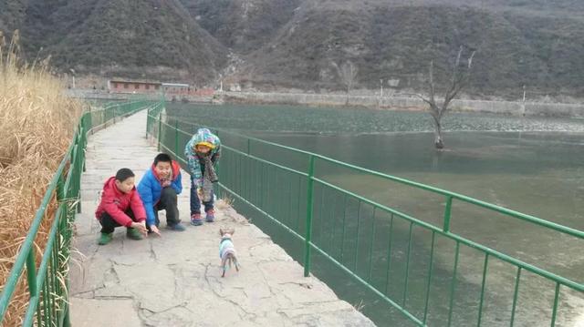 伸舌头的小鹿犬,爱洗澡的小鹿犬