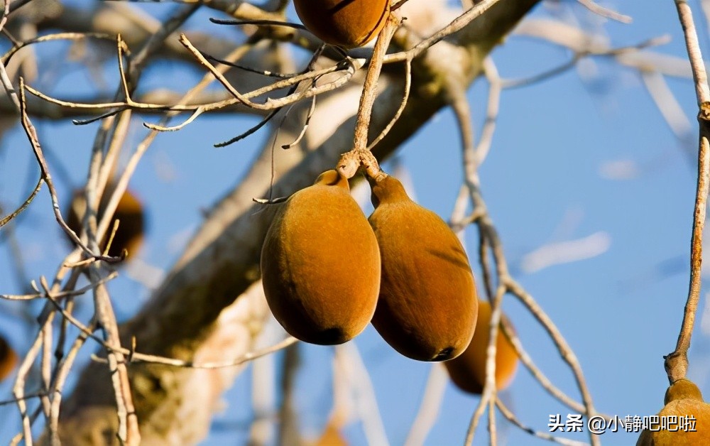 马达加斯加冷知识,马达加斯加的特点和路线
