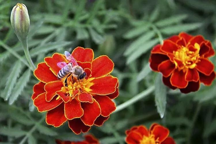 怒放的生命,怒放的生命经典语录