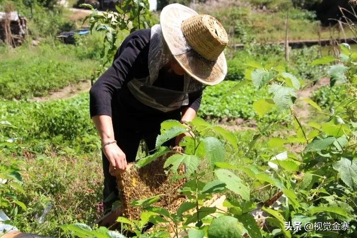 大山深处坚守42年养蜂人,金寨土蜜蜂养殖