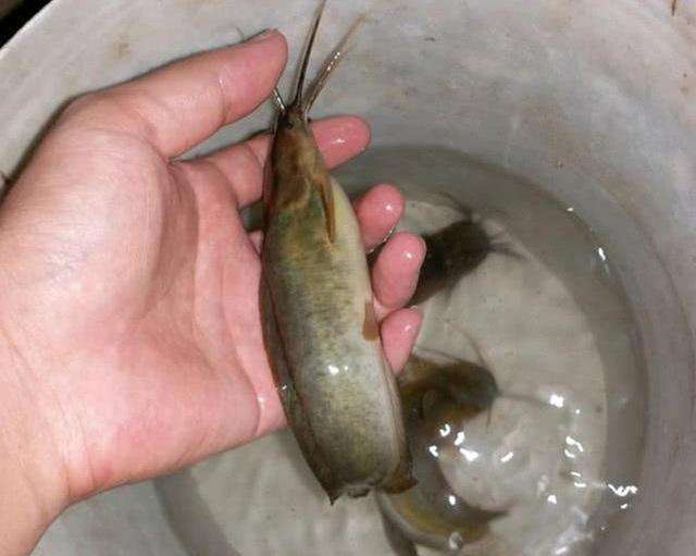 野钓大鲶鱼技巧及方法,野钓鲶鱼最佳方法