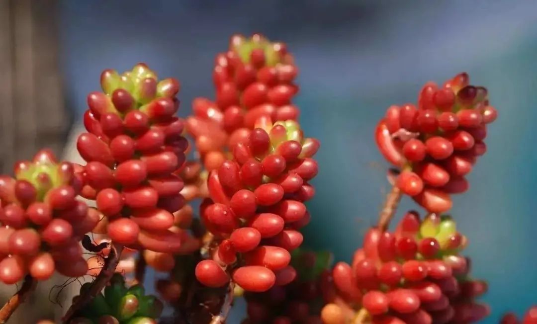 颗颗饱满的果实,颗颗饱满黄金果