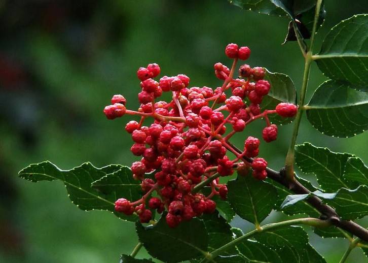 不打农药花椒怎么修剪能高产,如何更高效采摘花椒