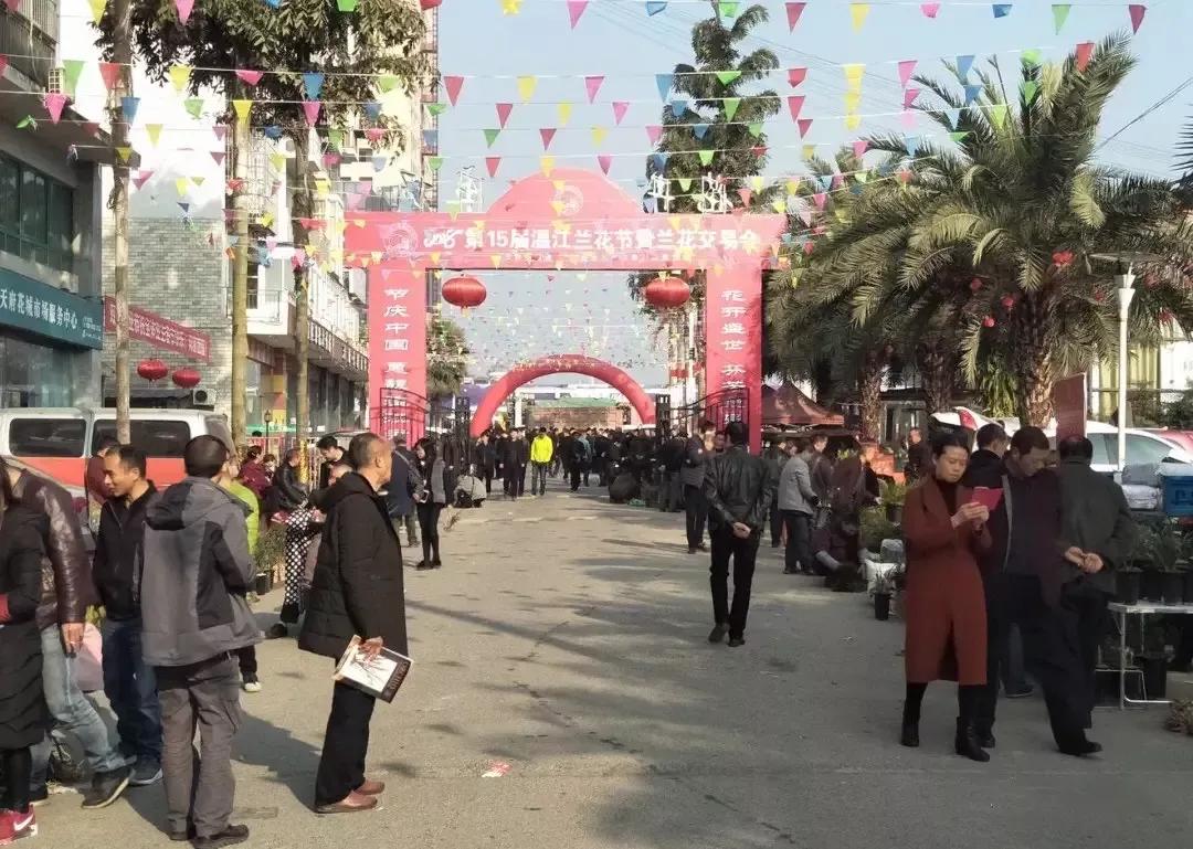 兰花市场情况,国兰兰花基地