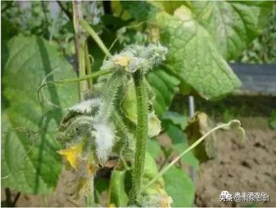 黄瓜病虫防治厂家供货,黄瓜病虫害及防治方法