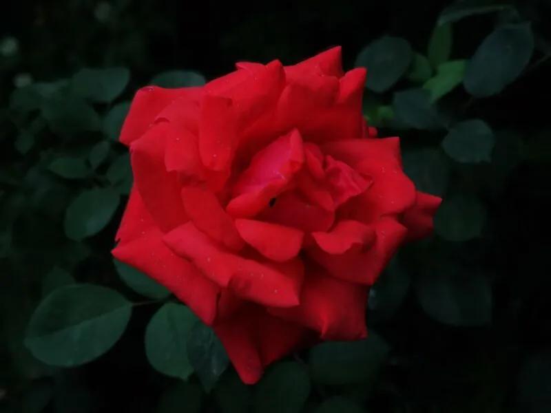 手拍世界微信公众号,手拍世界完整版视频