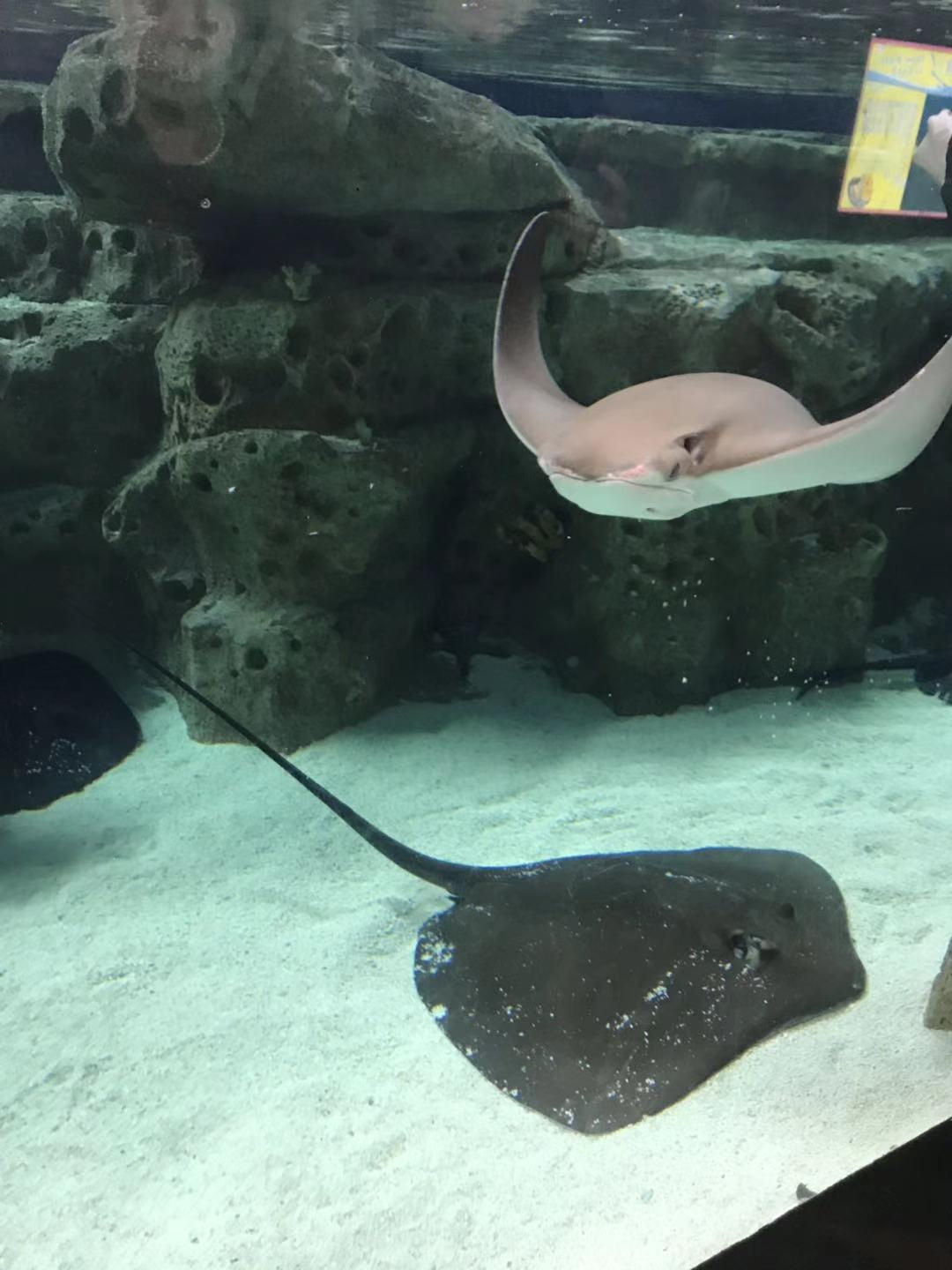 珠海长隆海洋王国亲子攻略2岁,亲子珠海长隆海洋王国一日游攻略