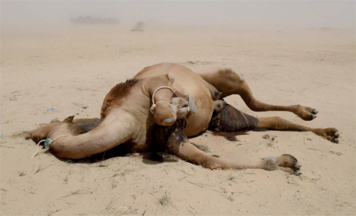 大象为什么不被其他动物吃掉,为什么食肉动物不吃大象