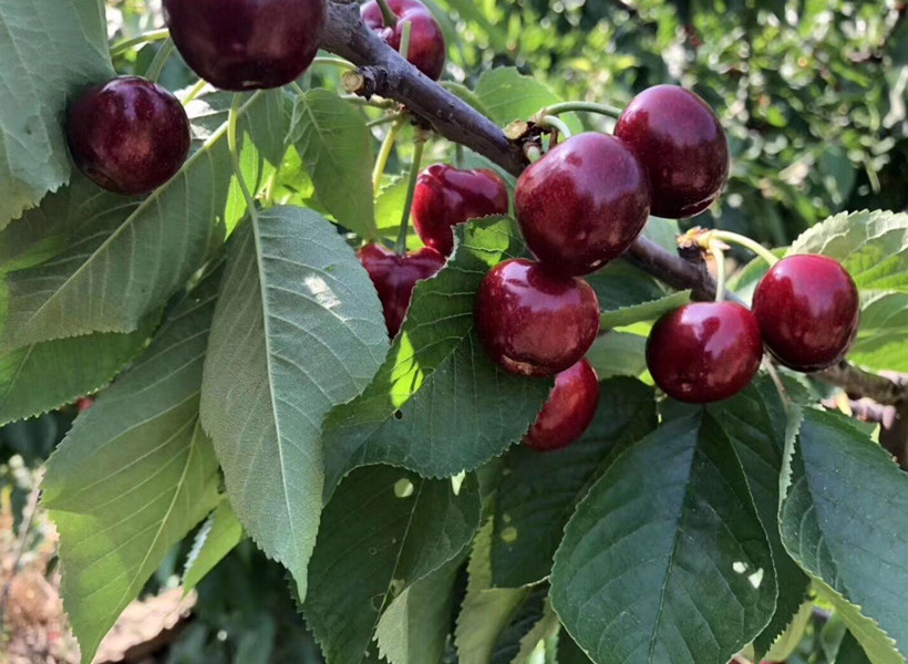 含碱性的食物和水果蔬菜一览表,夏天再没钱也必吃的五种碱性水果