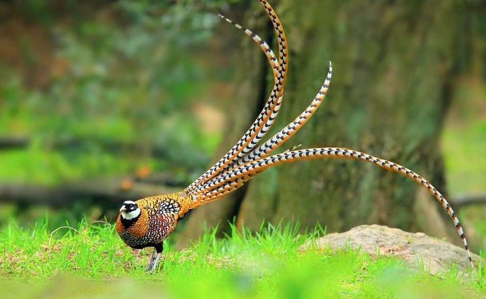 璧伴亶涓浗娌冲崡鑽ラ槼,璧伴亶娌冲崡