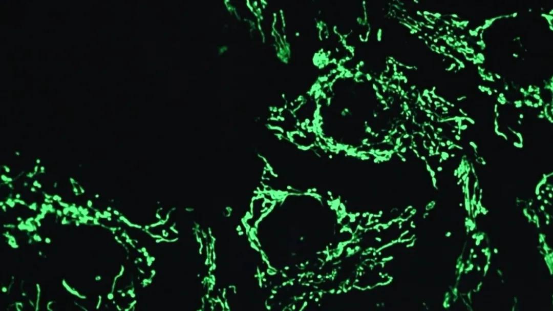 中科院大连化物所,中科院大连化物所历史成就
