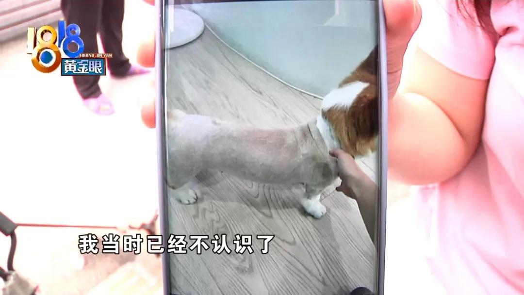 柯基狗毛被剃光,柯基被剃光头的视频