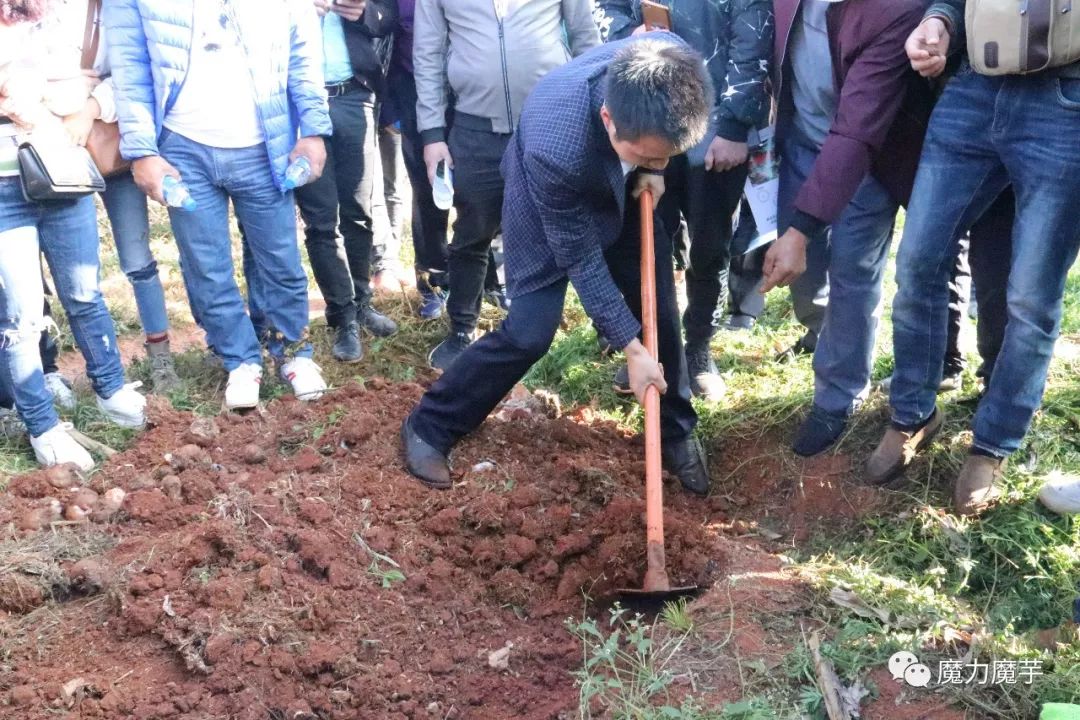 地膜种植魔芋的大忌,种植魔芋的方法与技术