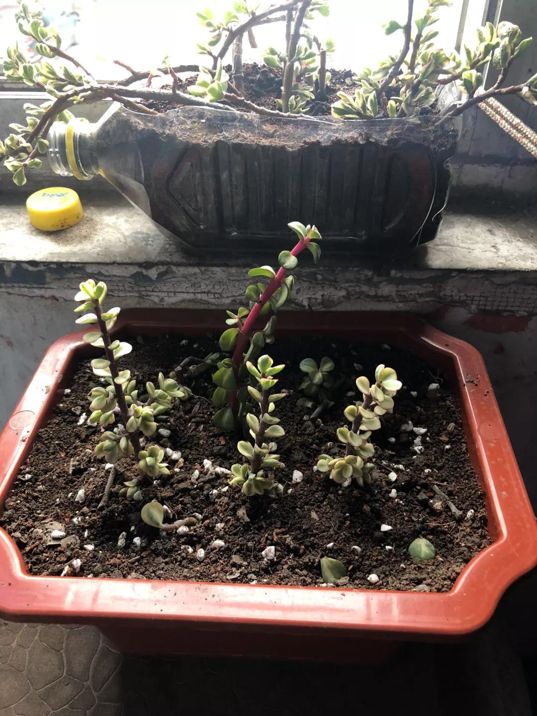 大花马齿苋养花技巧,马齿苋树盆栽怎么养