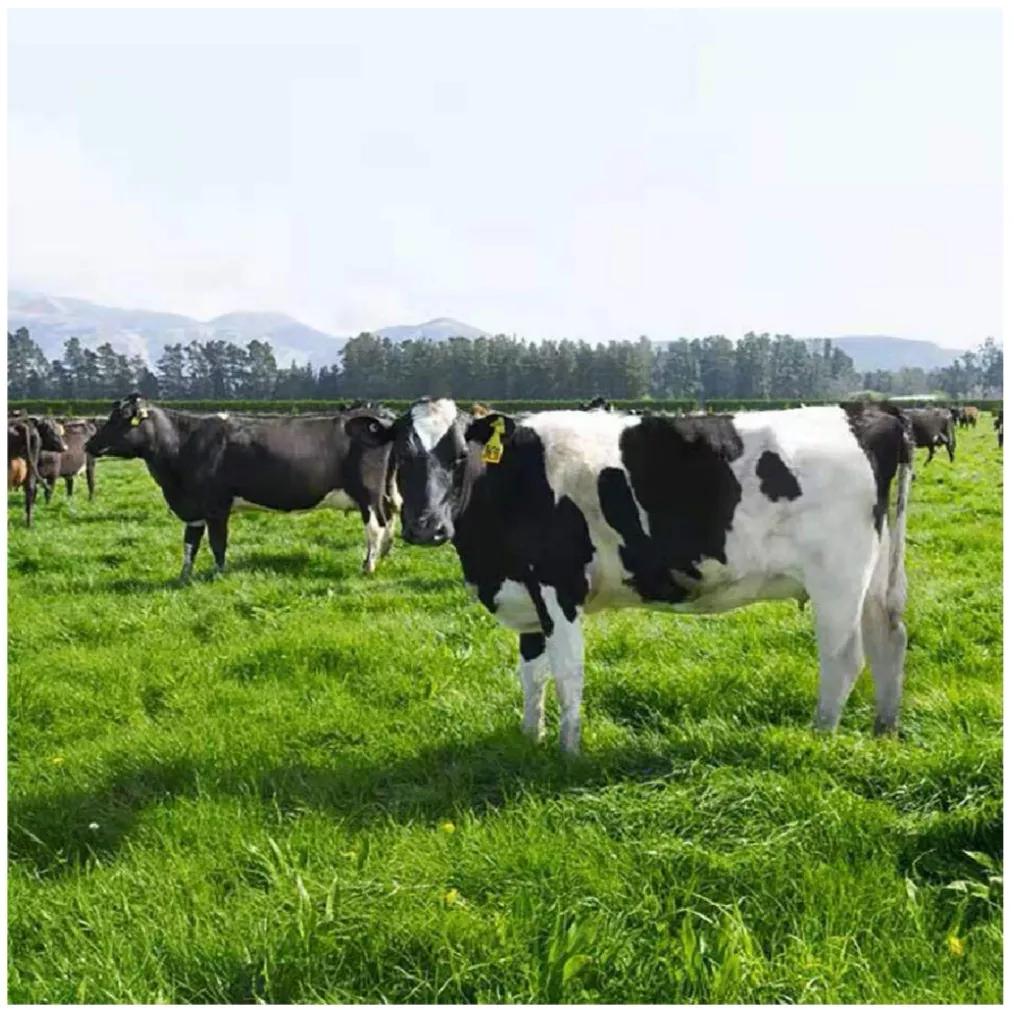 新政奏效恒天然2020财报逆势飞扬,逆势飞扬势不可挡