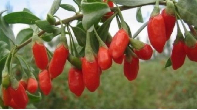 买枸杞怎么选才能选到无硫的,中宁枸杞的辨别口诀