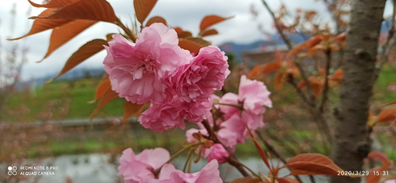 新手养蜂有哪些要注意的事项,新手养蜂注意事项及禁忌