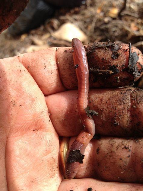 怎么检测土壤有没有肥力,如何判断土壤肥力好不好