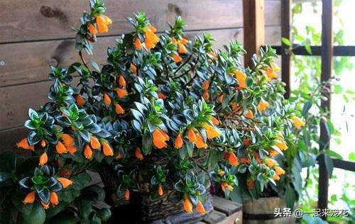 金鱼吊兰冬天怎么养才能爆盆,金鱼吊兰夏天能插活吗