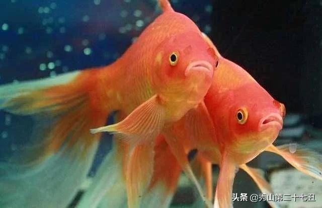 草金鱼十种最漂亮淡水观赏鱼,适合新手养的观赏鱼草金鱼