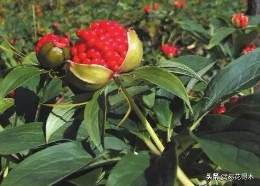 七叶一枝花的药用价值及养殖方法,我国的珍稀植物国家二级保护植物