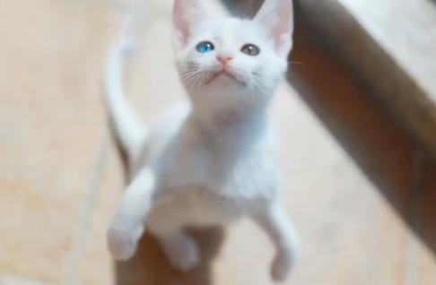 救助流浪猫被粘鼠胶,流浪猫粘鼠板救猫