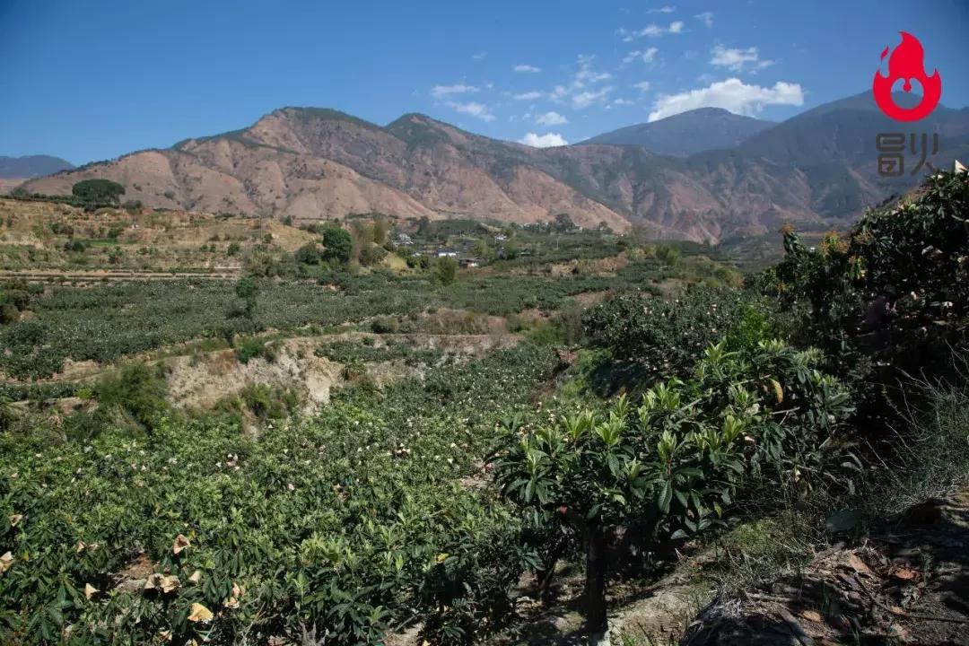 特级攀枝花米易枇杷新鲜大果,正宗四川龙泉驿大五星枇杷