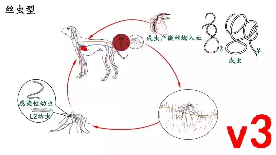 感染心丝虫能活多久,夏天心丝虫传染率