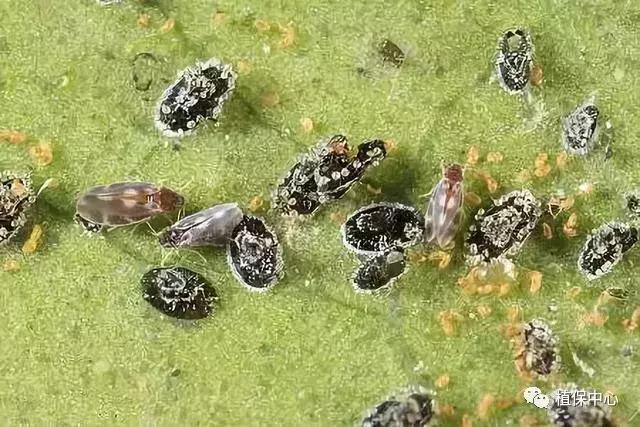 柑橘害虫最佳治疗方法,柑橘春季需要防治哪些害虫