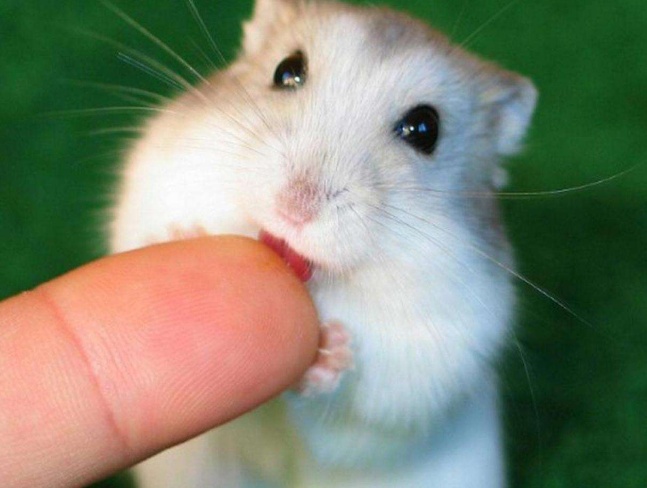 喂食仓鼠时仓鼠老喜欢咬人怎么办,怎么饲养小仓鼠会咬人的