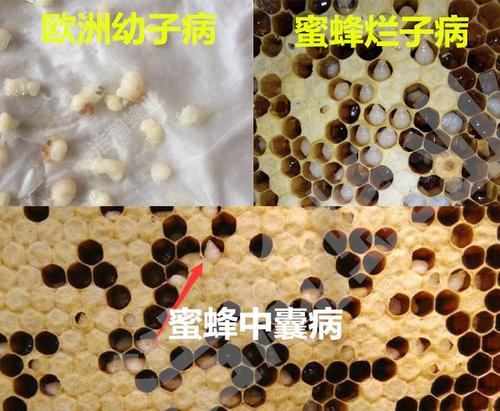 各种土法养中蜂大全,养中蜂知识和方法土养