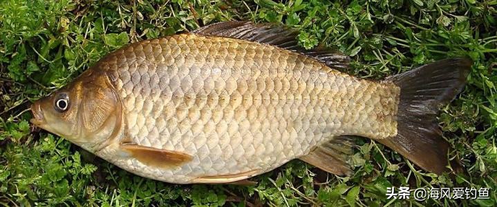 养殖的红虫有毒吗,钓鱼红虫到底有没有毒