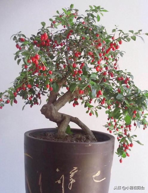 好养能结果的小盆栽,适合从种子开始养的盆栽