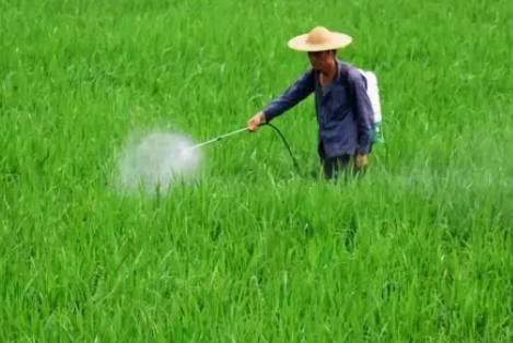 百草枯的毒性有多大?如果不慎误服一口,身体会发生怎样的变化?