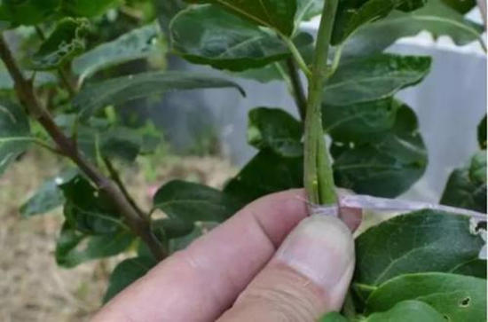 养花必备植物嫁接和养护技巧,养花匠秘籍