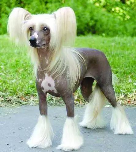 这六种狗狗有你不知道的特殊能力,盘点那些奇形怪状的狗狗