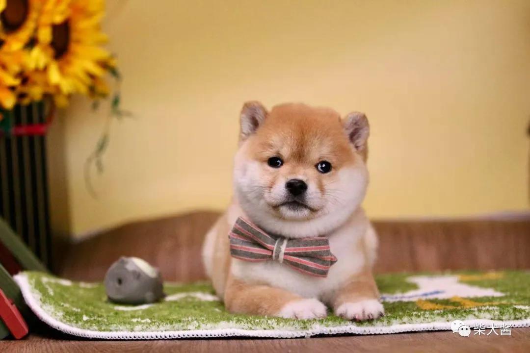 柴犬购买避坑攻略,买柴犬避坑攻略