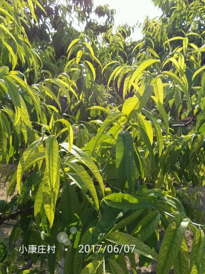 桃树叶片发黄常见原因及解决措施