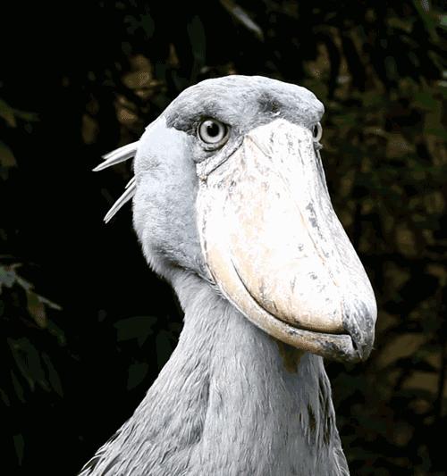 10大长相比较奇怪的动物,你认识多少种长相奇怪的动物