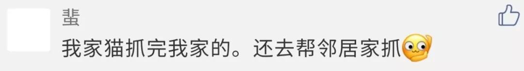 南方养猫跟北方养猫什么区别,北方养猫为什么比南方好