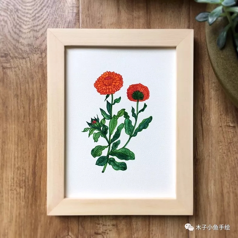 如何用水彩画落叶菊,水彩画初学者花教程步骤图片