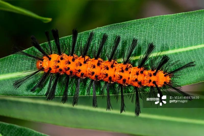 小伙随手捏死一只虫,一觉醒来满脸脓包!这些虫不能拍,严重可致命
