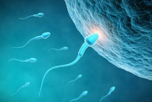 精子科普小知识动画,精子检查解说