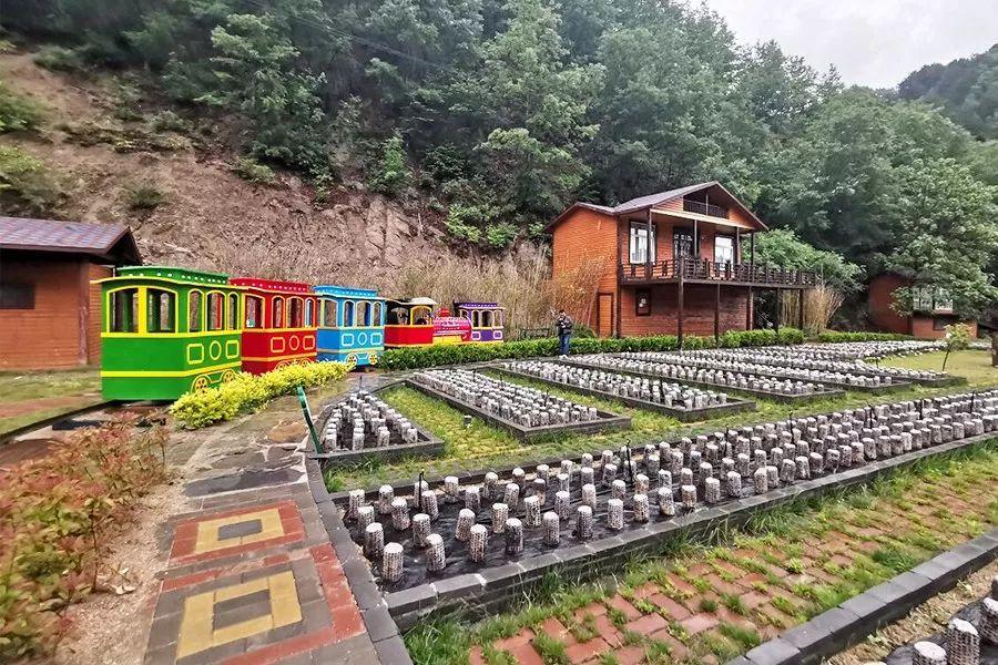 柞水黑木耳东方甄选,柞水黑木耳