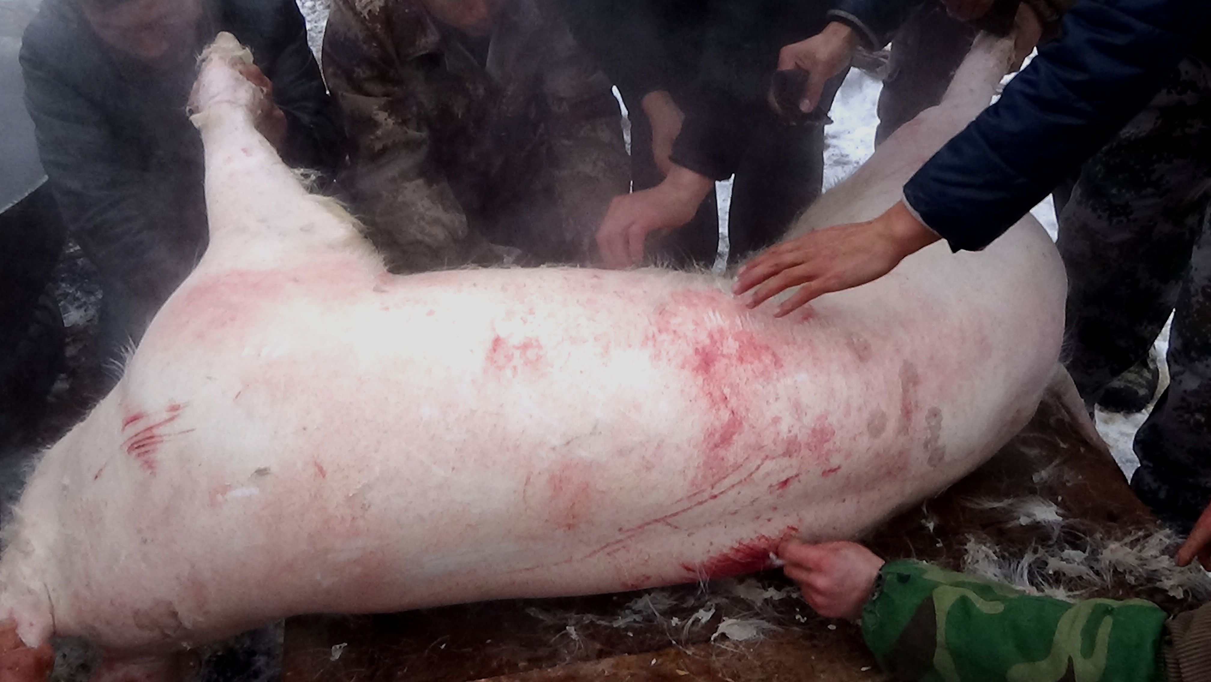 东北杀年猪来吃猪肉,老东北杀年猪