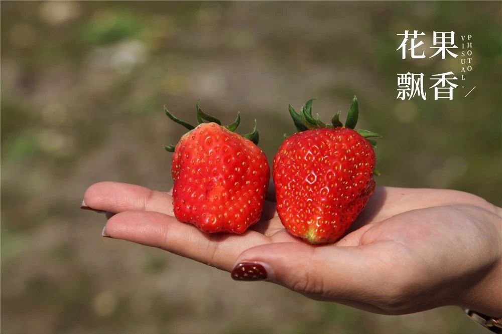 从15万*款贷**到15亿产值，一位基层农技员是如何撬动一方产业？