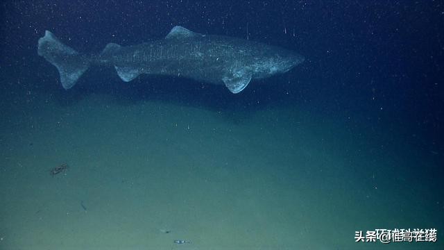 乌龟移动速度,乌龟是世界上寿命最长的动物吗