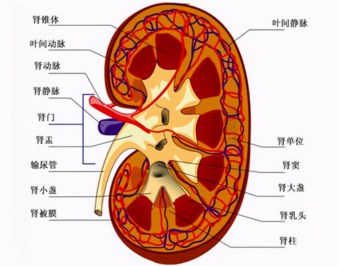 经期剧烈运动后尿血,运动后尿血是什么原因